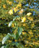 Ammerland rose photo