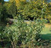 Ammerland rose photo