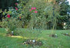 Hanseat rose photo
