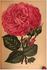 Madame Arthur Oger rose photo