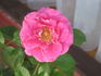 Cup Of Joy rose photo