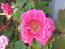 Cup Of Joy rose photo