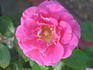 Cup Of Joy rose photo
