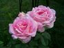 Color Me Pink rose photo