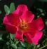 Excite rose photo