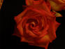 Konfetti ™ rose photo