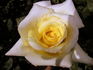 Astor Perry rose photo