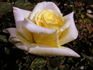 Astor Perry rose photo