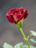 34-06-05 rose photo