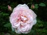 Dame Prudence rose photo
