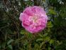 New Century rose photo