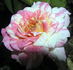 Earthquake ™ rose photo