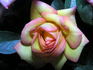 Sunswept ™ rose photo