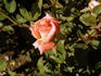 Saluda rose photo