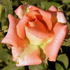Saluda rose photo