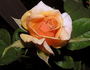 Amber Hit rose photo
