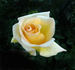 Astor Perry rose photo