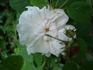 L'Enchanteresse rose photo