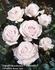 Chloe ™ rose photo