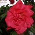 Escalade rose photo