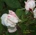 Hélène Vacaresco rose photo