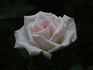 Amy Grant rose photo