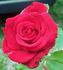 Megan's Melody™ rose photo