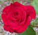 Megan's Melody™ rose photo