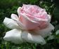 Chloe Renaissance rose photo