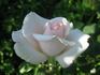 Chloe Renaissance rose photo