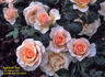 Apricot Ice rose photo