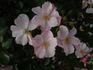 Roseromantic ® rose photo