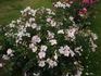 Roseromantic ® rose photo