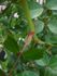 Roseromantic ® rose photo