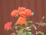 Ms. Amanda Coombes rose photo