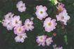 Bel Esprit rose photo