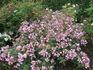 Running Maid ® rose photo