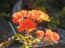 Ms. Amanda Coombes rose photo