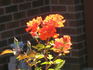 Ms. Amanda Coombes rose photo