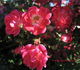 Fuchsia Meidiland ™ rose photo