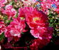 Fuchsia Meidiland ™ rose photo