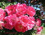 Fuchsia Meidiland ™ rose photo