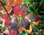 Fuchsia Meidiland ™ rose photo