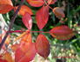 Fuchsia Meidiland ™ rose photo