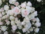 Easy to Cut rose photo