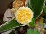 Rosendorf Seppenrade rose photo