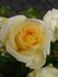 Rosendorf Seppenrade rose photo