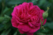Brennus rose photo