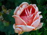 Andrée Sauvager rose photo