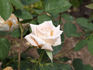 Revival rose photo